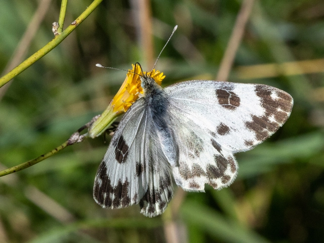 Pontia edusa - rezedalepke