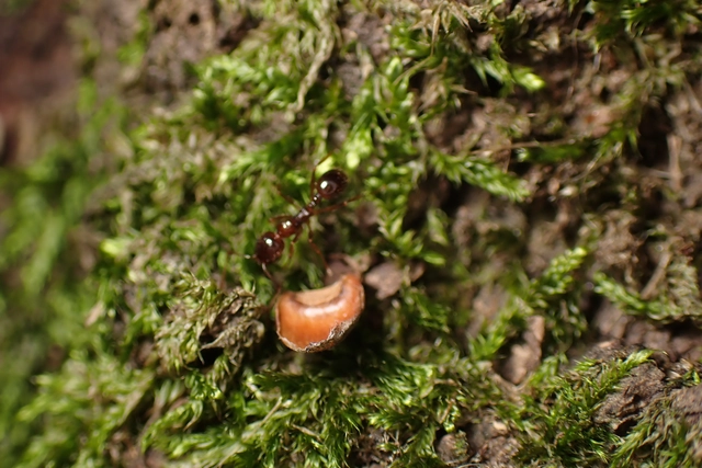 Aphaenogaster subterranea - vörös karcsúhangya