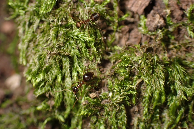 Prenolepis nitens - ragyogóhangya