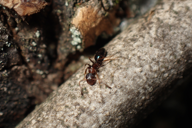 Camponotus fallax - ligeti lóhangya