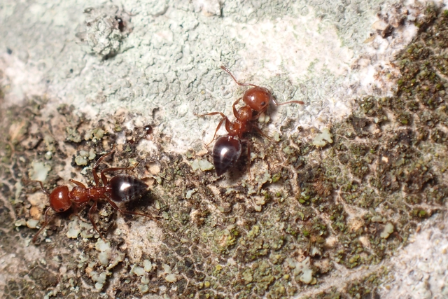 Crematogaster schmidti - vörös szívhangya
