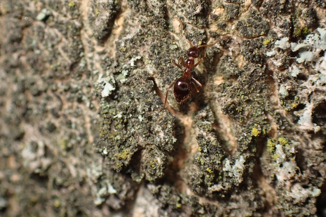 Prenolepis nitens - ragyogóhangya