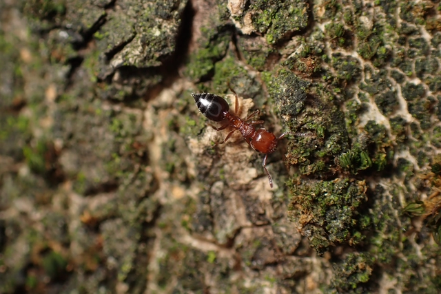 Crematogaster schmidti - vörös szívhangya
