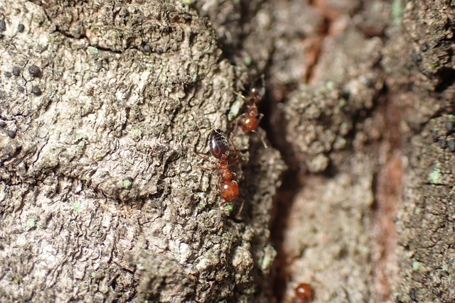 Crematogaster schmidti - vörös szívhangya