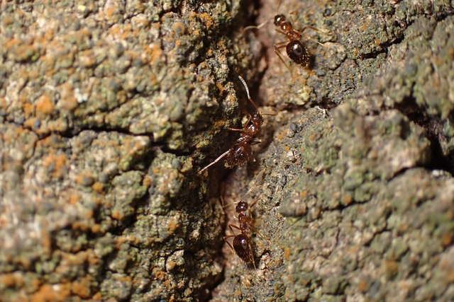 Prenolepis nitens - ragyogóhangya