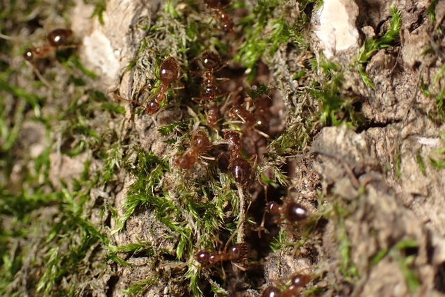 Prenolepis nitens - ragyogóhangya