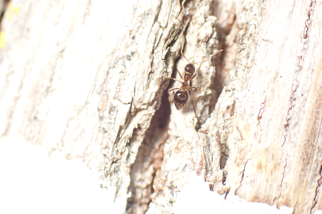 Prenolepis nitens - ragyogóhangya