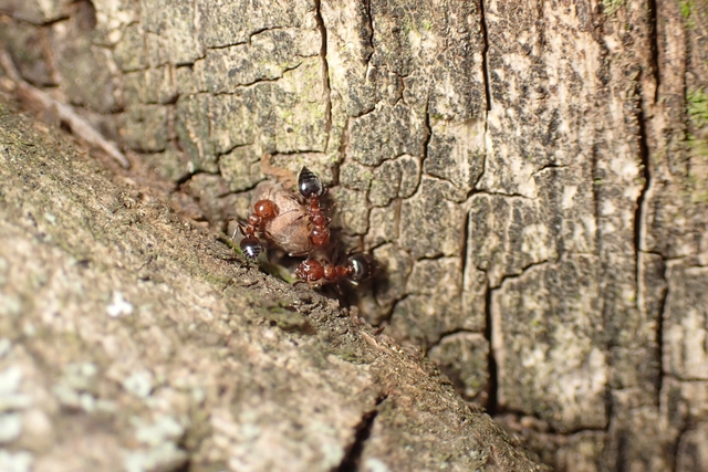 Crematogaster schmidti - vörös szívhangya