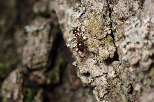 Prenolepis nitens - ragyogóhangya