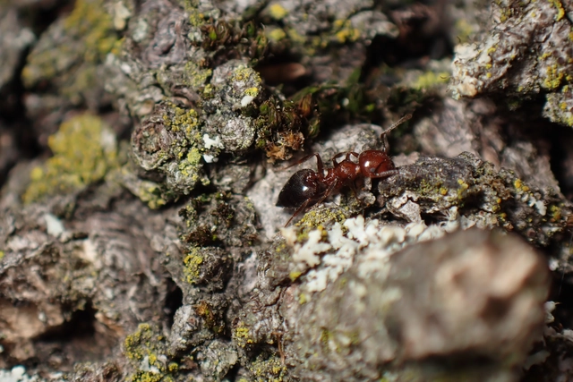 Crematogaster schmidti - vörös szívhangya