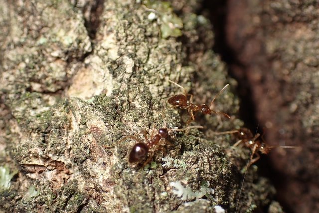 Prenolepis nitens - ragyogóhangya