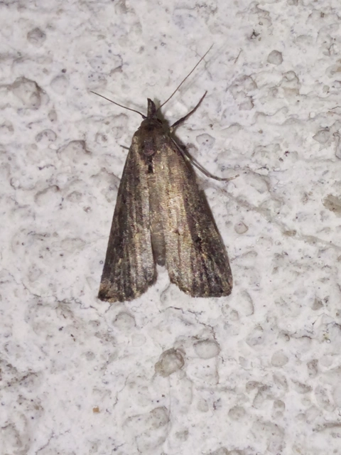 Schrankia costaestrigalis - keskenyszárnyú karcsúbagoly