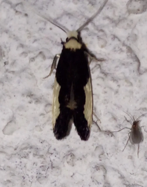 Monopis monachella - apácamoly