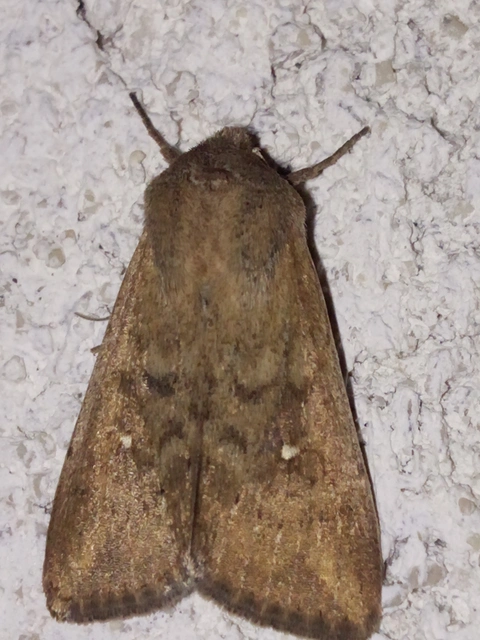 Mythimna albipuncta - fehérpettyes rétibagoly