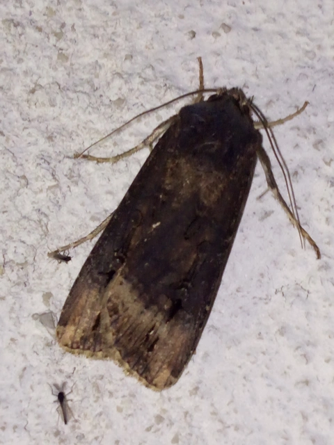 Agrotis ipsilon - nagy földibagoly