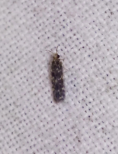 Trichoptera - Tegzesek