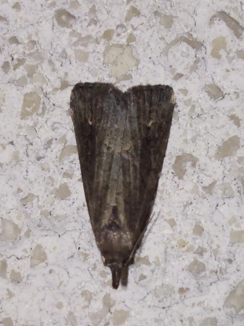 Schrankia costaestrigalis - keskenyszárnyú karcsúbagoly