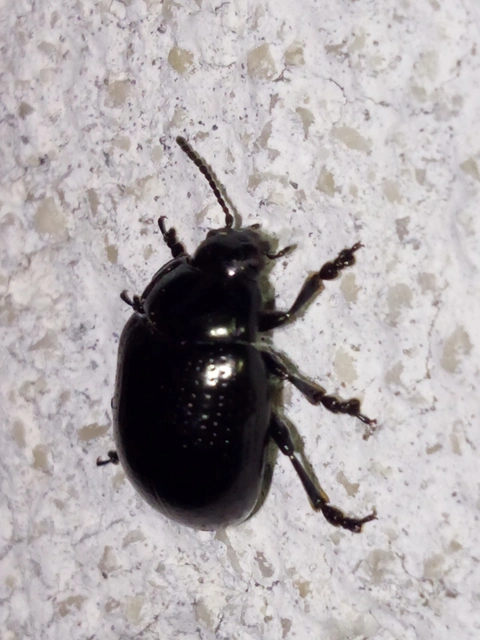 Chrysolina oricalcia - bronzos levélbogár