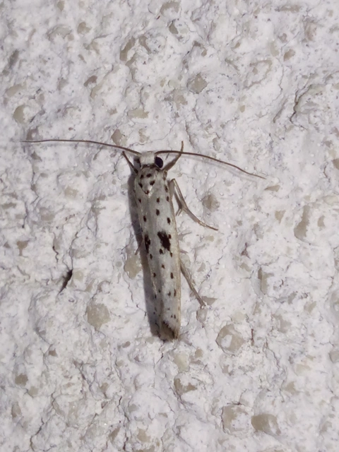 Yponomeuta plumbella - pókhálós bengemoly