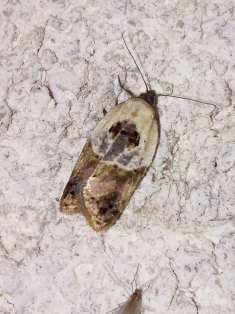 Acleris variegana - tarka levélmoly