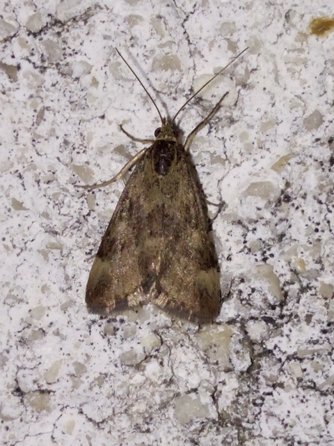 Pyrausta despicata - réti bíbormoly