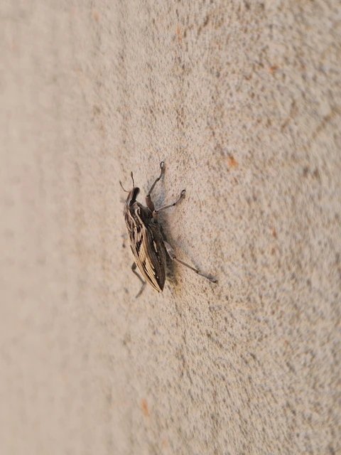 Coniocleonus nigrosuturatus - nyíljegyes barkó