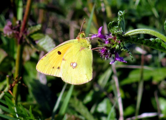 Colias croceus - sáfránylepke