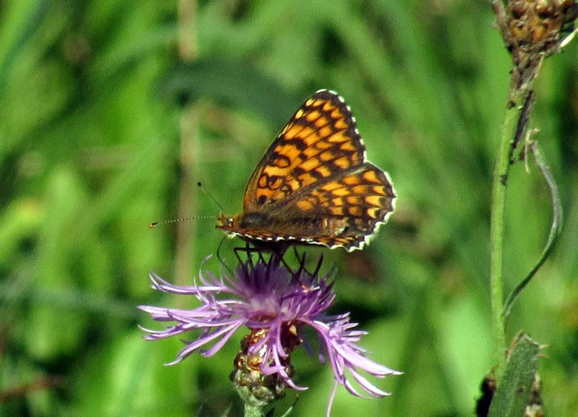 Melitaea phoebe - nagy tarkalepke