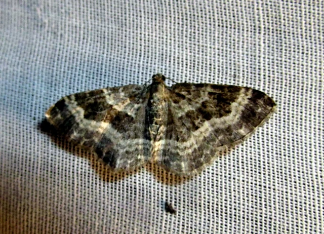 Epirrhoe alternata - galaj-tarkaaraszoló