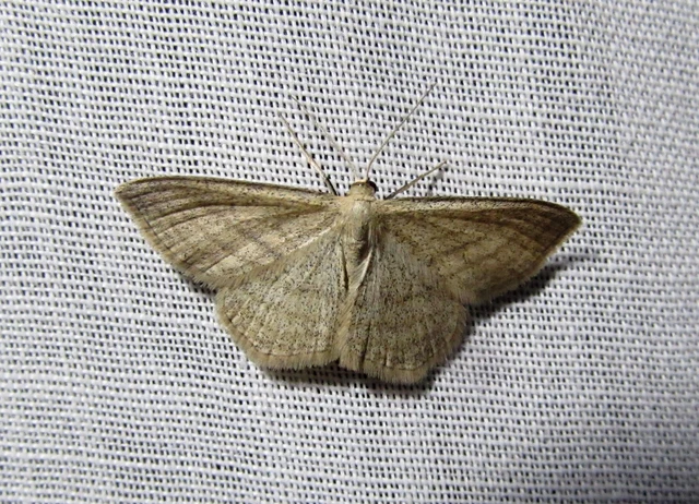 Scopula virgulata - vesszős sávosaraszoló