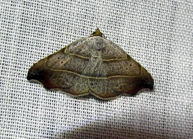 Laspeyria flexula - zuzmóbagoly