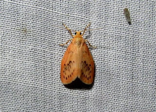 Miltochrista miniata - piros medvelepke