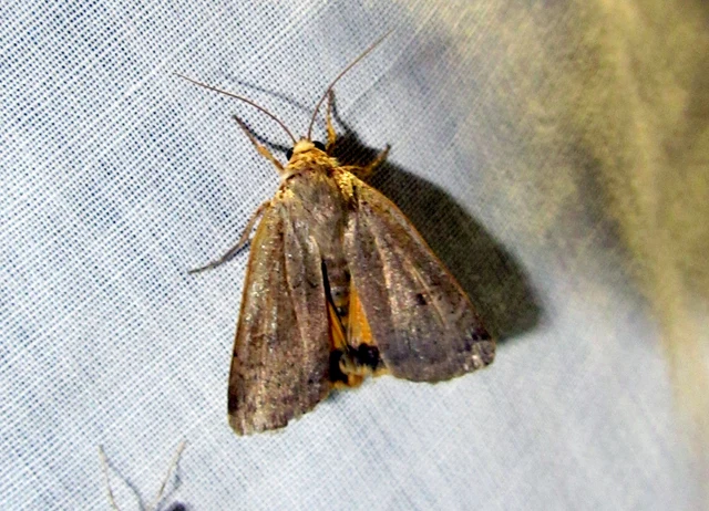 Noctua comes - kis sárgafűbagoly