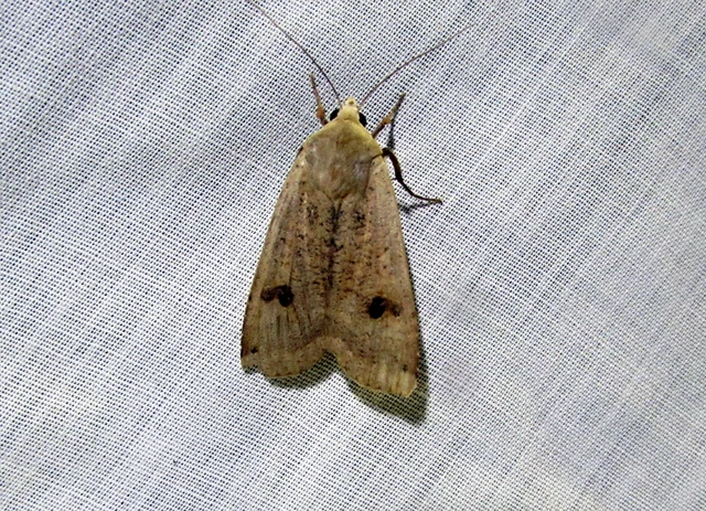 Noctua pronuba - nagy sárgafűbagoly