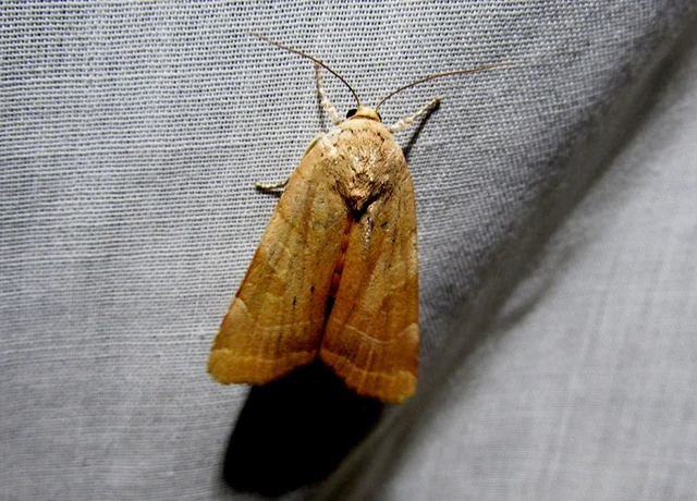 Noctua fimbriata - szélessávú sárgafűbagoly
