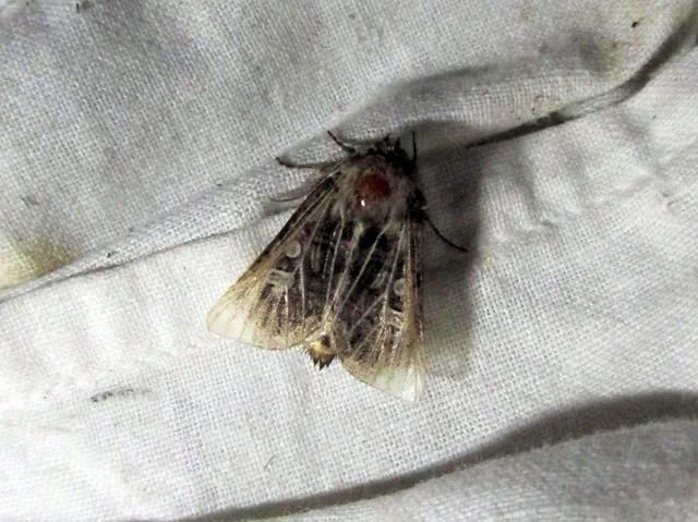 Tholera decimalis - közönséges fésűsbagoly