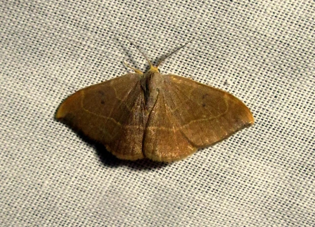 Watsonalla binaria - tölgyfa-sarlósszövő