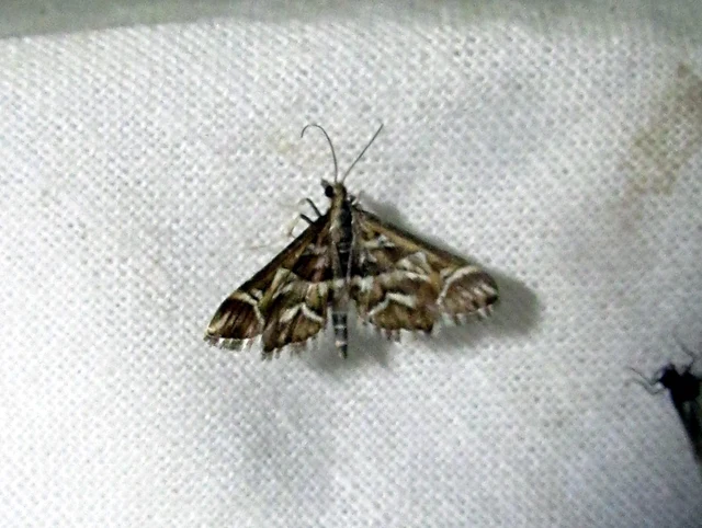 Diasemia reticularis - betűmintás tűzmoly