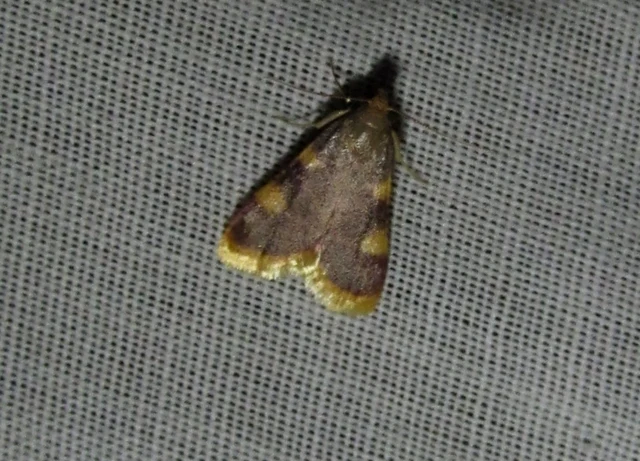 Hypsopygia costalis - szénailonca