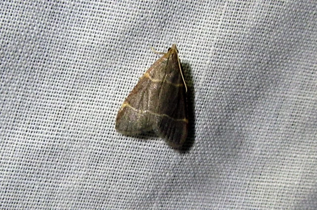 Hypsopygia glaucinalis - rezes fényilonca