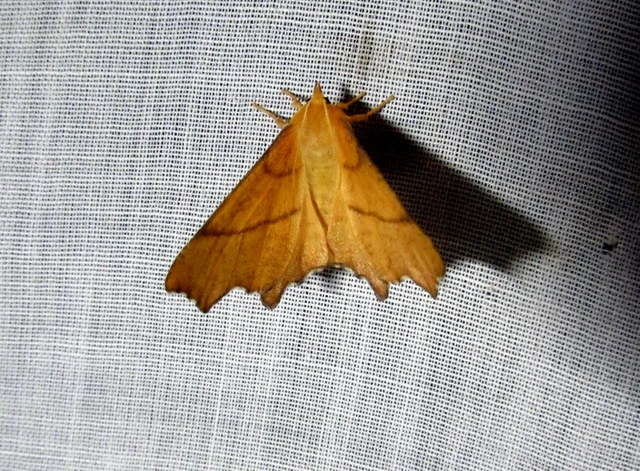 Ennomos erosaria - hársfa-levélaraszoló