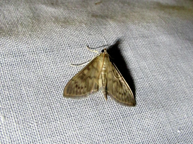 Patania ruralis - csalánevő tűzmoly