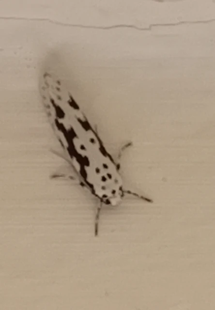 Ethmia candidella - őszi feketemoly