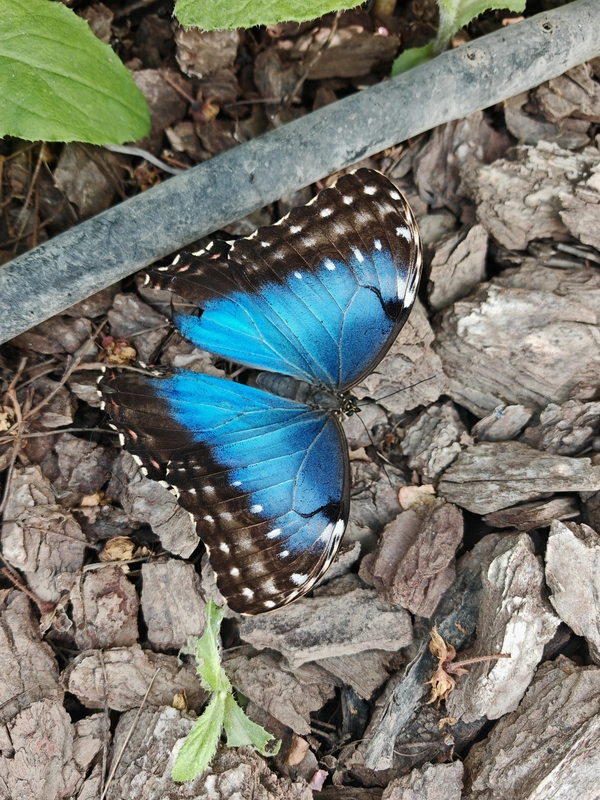 Morpho helenor