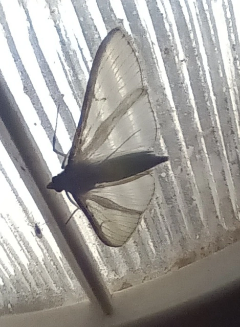 Palpita vitrealis - hófehér tűzmoly