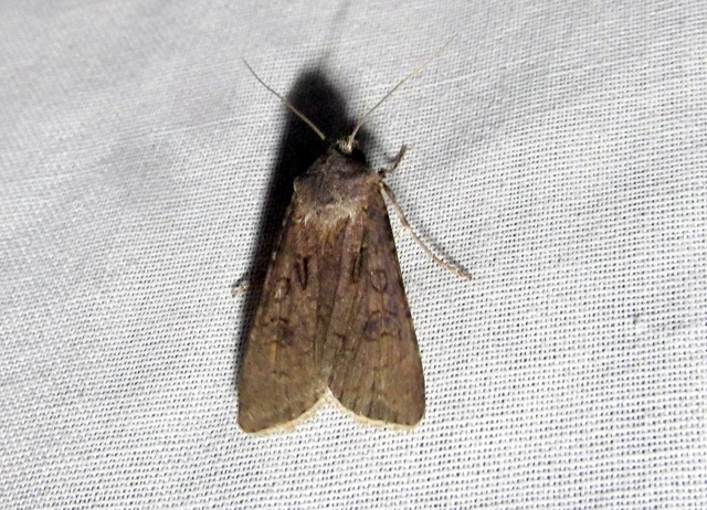Agrotis segetum - vetési földibagoly
