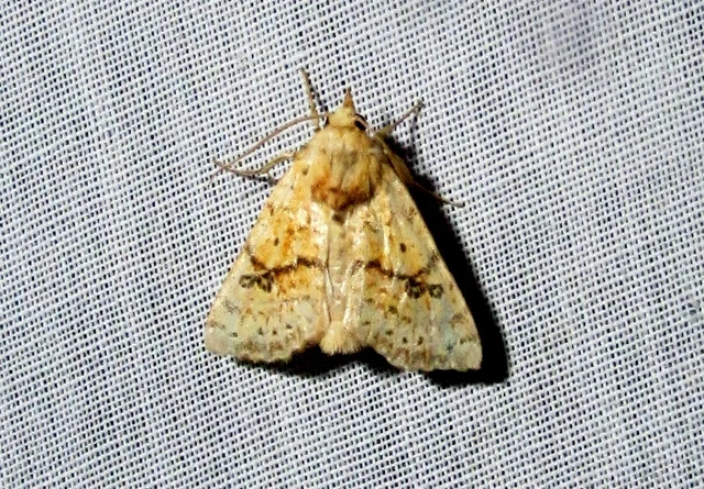Tiliacea sulphurago - kénes sárgabagoly
