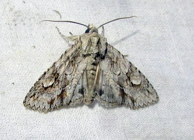 Meganephria bimaculosa - kétfoltos szilbagoly