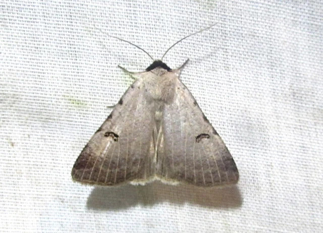 Lygephila craccae - gyakori csüdfűbagoly