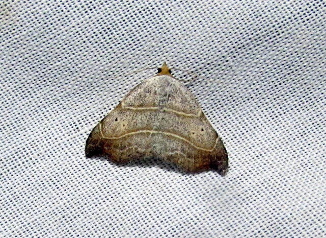 Laspeyria flexula - zuzmóbagoly